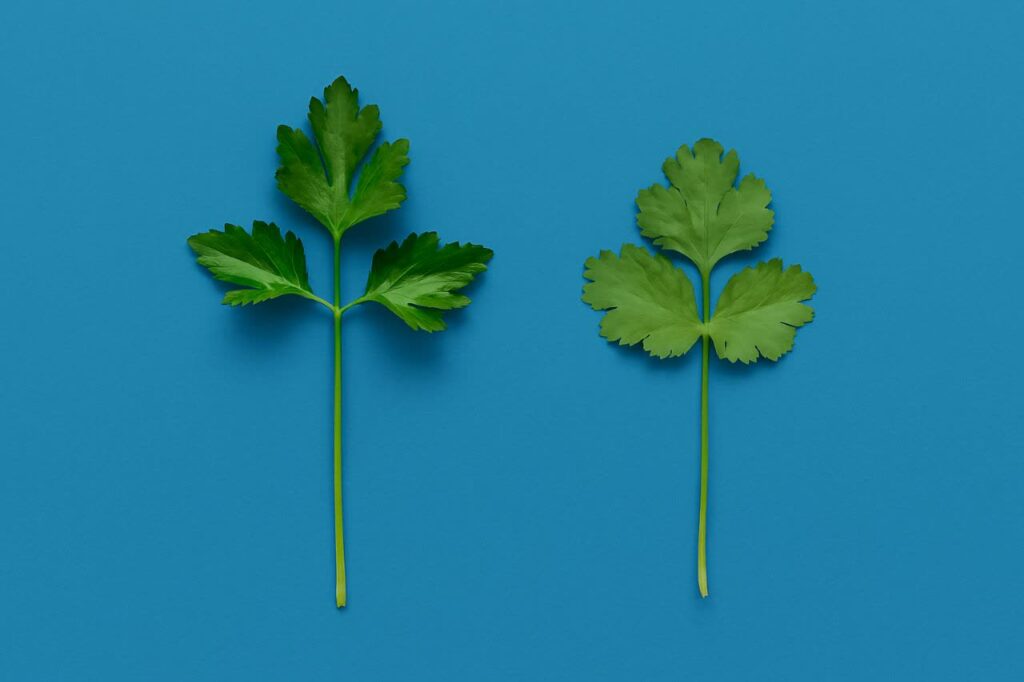 فرق-جعفری-و-گشنیز