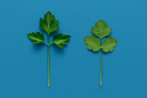 فرق-جعفری-و-گشنیز