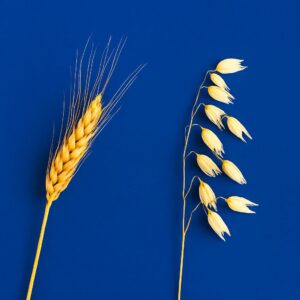 تفاوت-ظاهری-جو-و-جو-دوسر