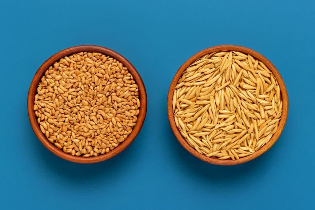 شکل-دانه-جو-در-مقایسه-با-جو-دوسر